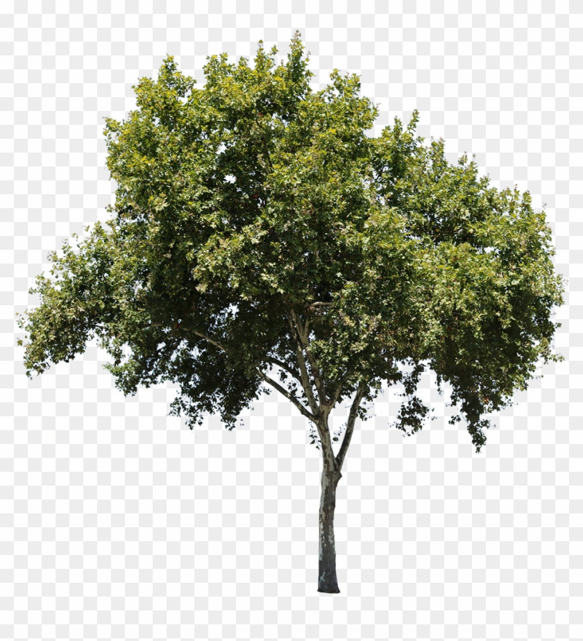 Apple Tree Isolated - Tree Texture Png Clipart #5112783