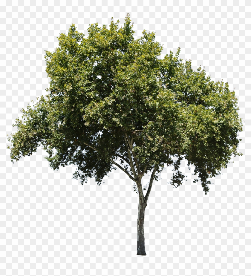 Apple Tree Isolated - Tree Texture Png Clipart