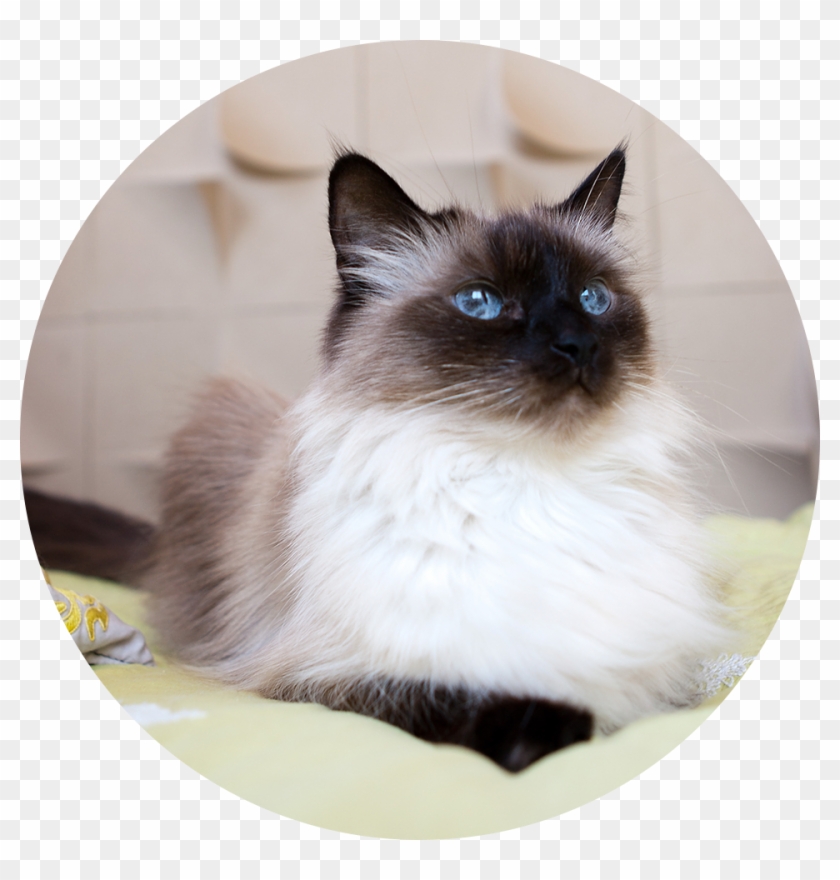 Lion Clip Ragdoll - Siamese - Png Download