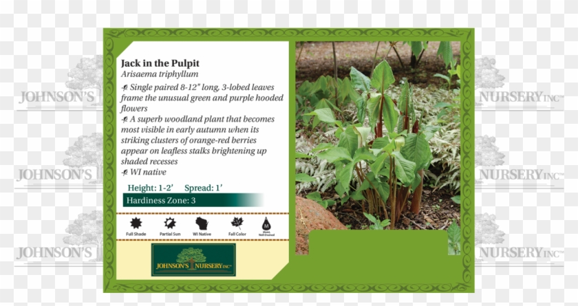 Arisaema Triphyllum Jack In The Pulpit Wisconsin Benchcard - Plant Stella D Oro Daylily Clipart