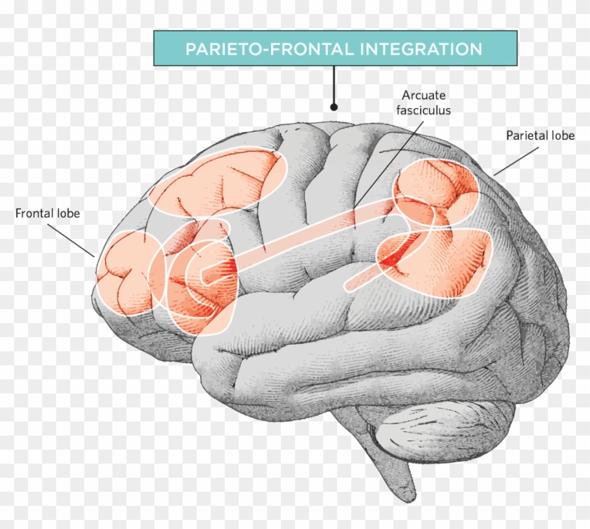 Catherine Mackay - Makes People Smart Brain Anatomy Clipart