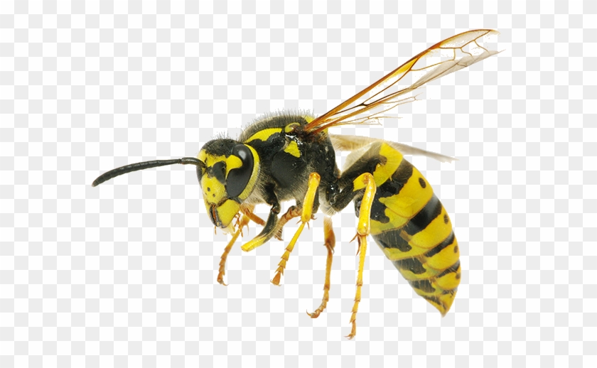 Bee Hornet Clipart #5114062