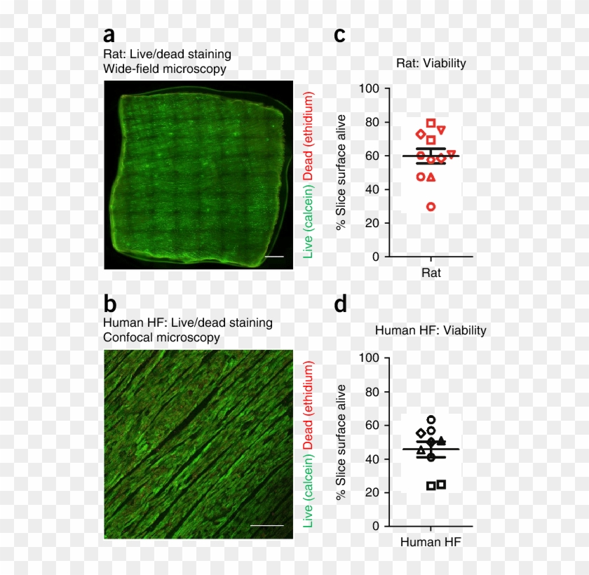 Viability Was Assessed Using A Live/dead Staining - Grass Clipart ...