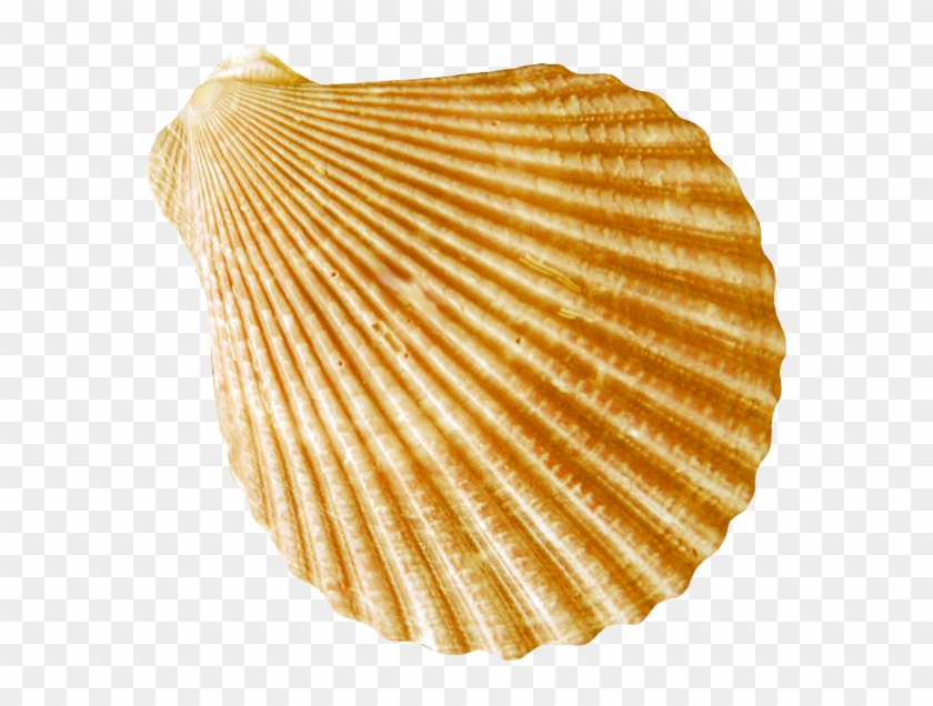 Conch Png - Ракушка Png Clipart