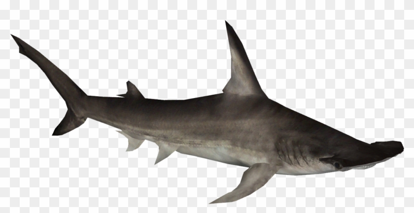 Hammerhead Shark Clipart - Hammerhead Shark Png Transparent Png #5116794