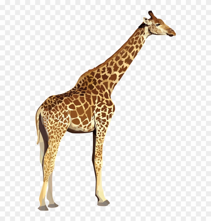 Index Of Images - Zoo Animals No Background Clipart #5118200