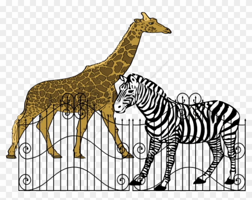 Free Png Animals In Zoos Png Image With Transparent - Zebra Black And White Drawing Clipart #5118280