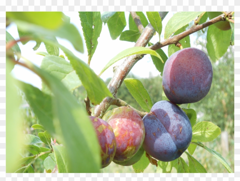 Victoria Is Considered One Of The Best Plums, However, - Fruit Tree Clipart