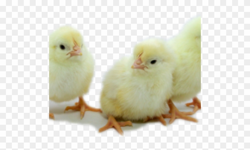 Estes Hatchery Llc » White Leghorn Chicks - Chicken Clipart #5118737