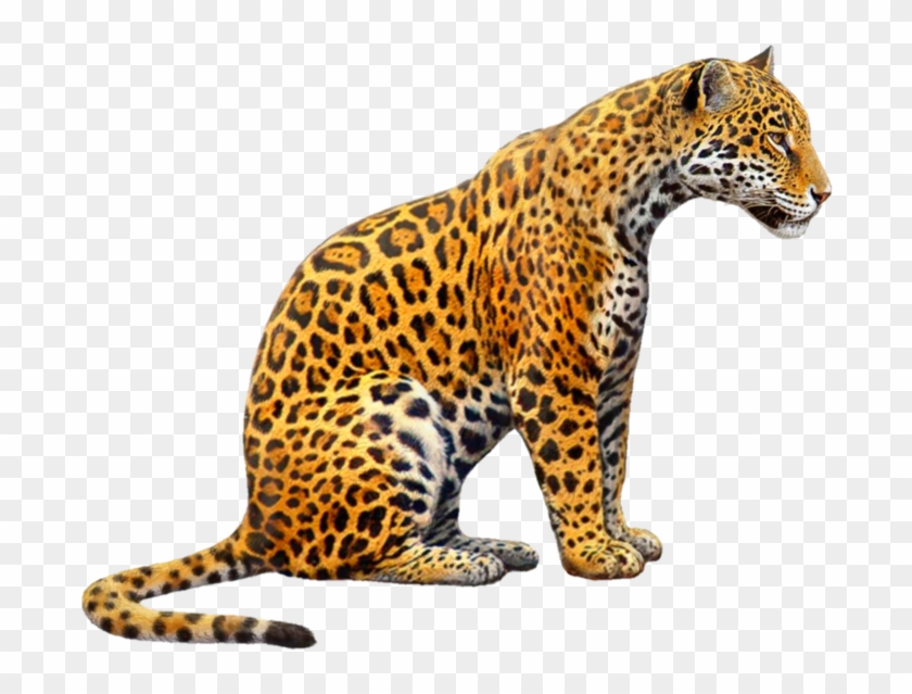 #jaguar #jagger #jaguars #tiger #tigers #cat #zoo #animals - Jaguar Png Clipart #5118859
