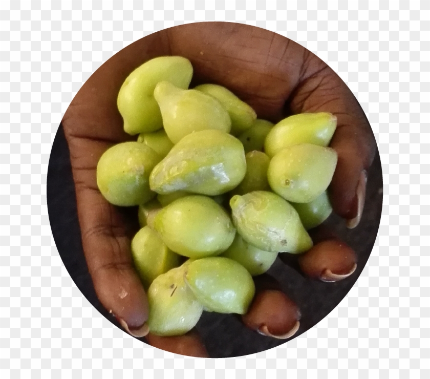 Sweet Success Ahead For Indigenous Kakadu Plum Industry - Broad Bean Clipart #5118897