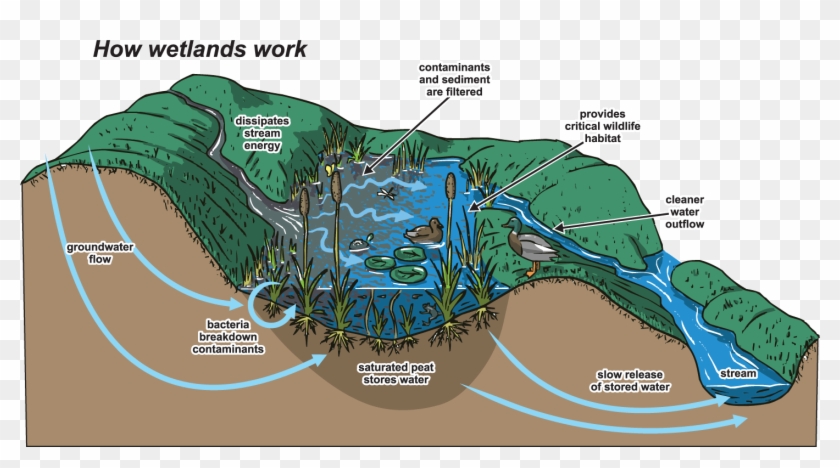 The Role Of Wetlands In Mitigating Flooding - Wetland Elements Clipart
