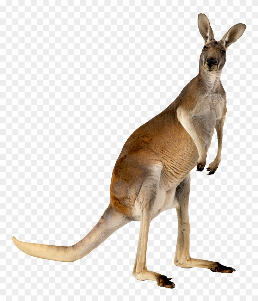 Kangaroo,animal Kangaroo Australia Animal Free Photo - Tree Kangaroo Habitat Australia Clipart