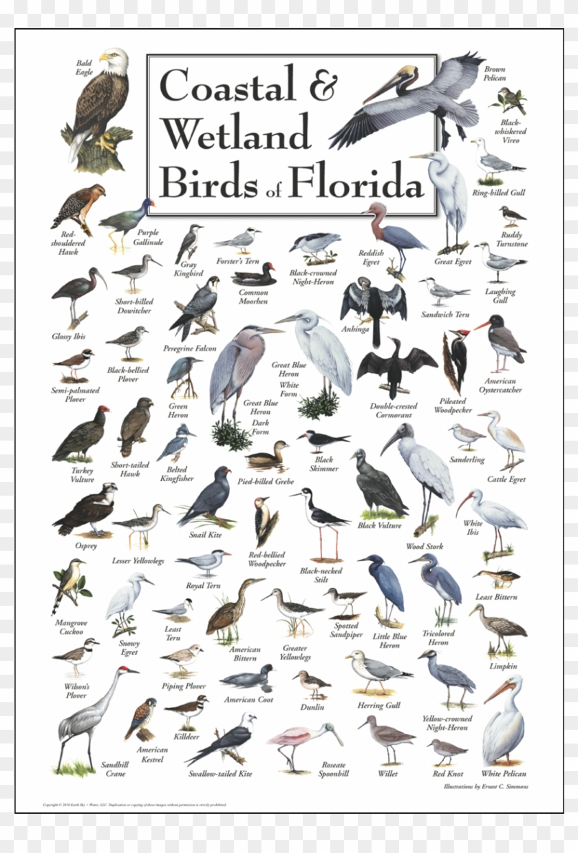 Coastal & Wetland Birds Of Florida Poster - Birds Of Florida Clipart #5119434
