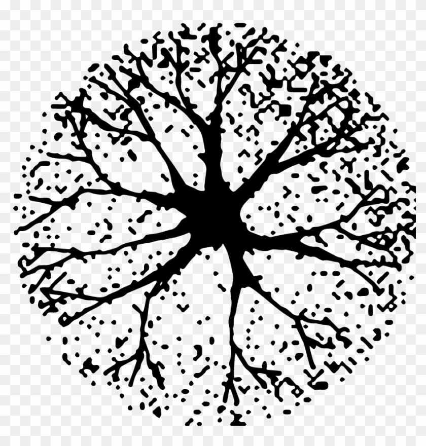 Tree In Plan Png For Kids - Tree Plan Silhouette Png Clipart