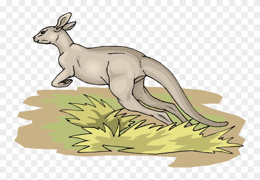 Jumping Kangaroo - Kangaroo Clipart