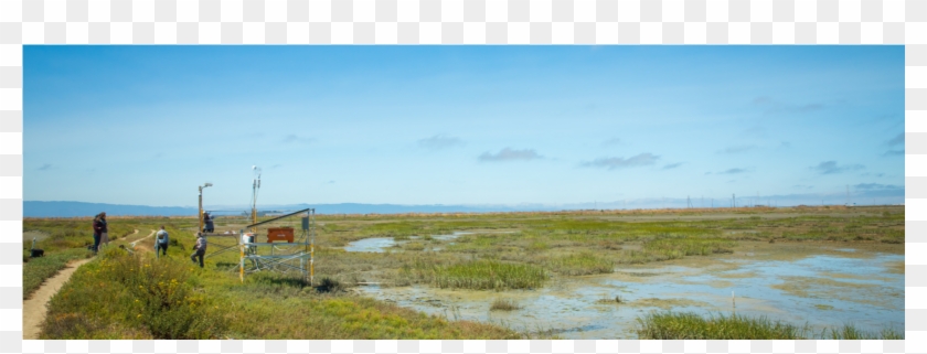 Commitment To Wetland Restoration In The Bay Area - Freshwater Marsh Clipart #5119886