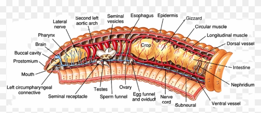 Anatomy Of Earthworms Lifeinharmony Earthworm Phylum - Earthworm Longitudinal Anterior Labeled Clipart #5121324