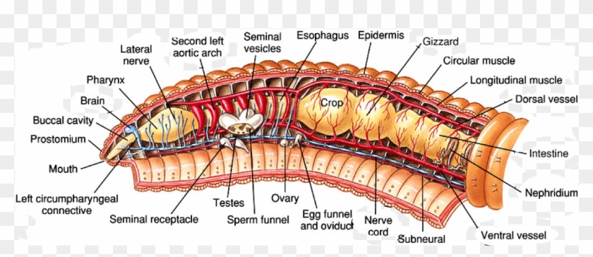 Anatomy Of Earthworms Lifeinharmony Earthworm Phylum - Earthworm Longitudinal Anterior Labeled Clipart