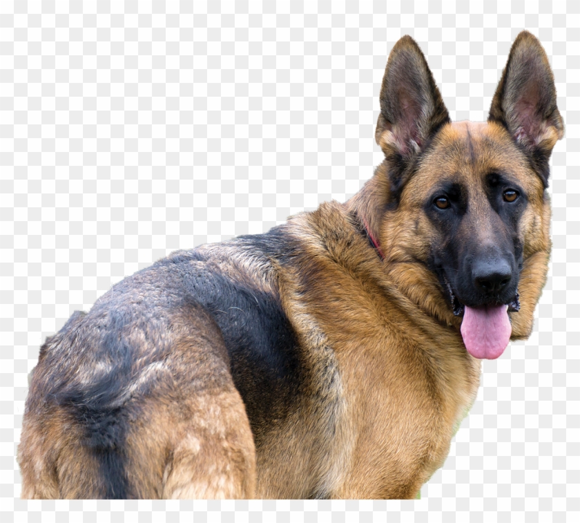 German Shepherd 2.0 Clipart