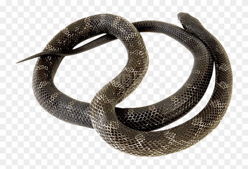 Free Png Download Snake Png Images Background Png Images - Snakes Clipart