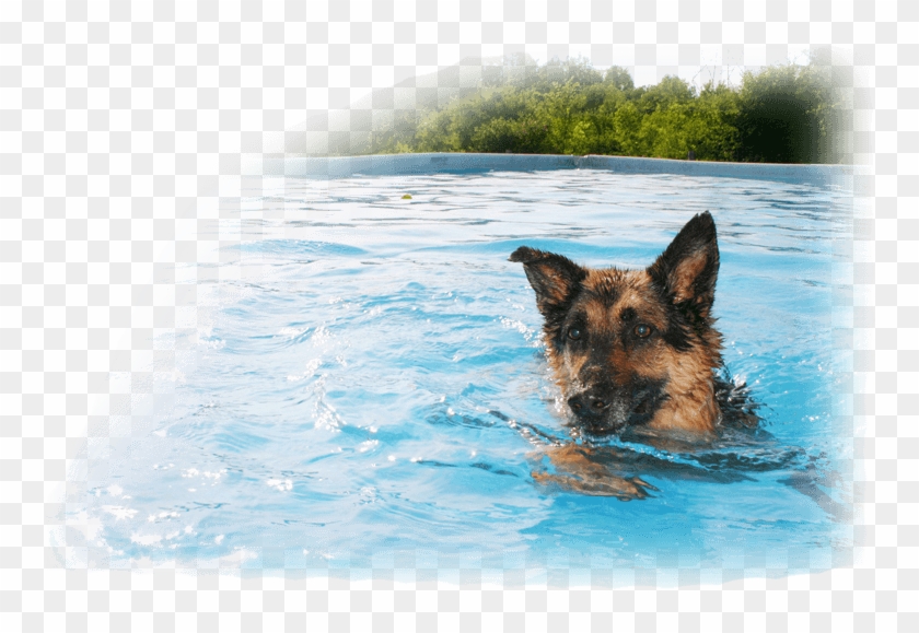 Cool Dog Png - Swimming Dog Png Clipart #5122434