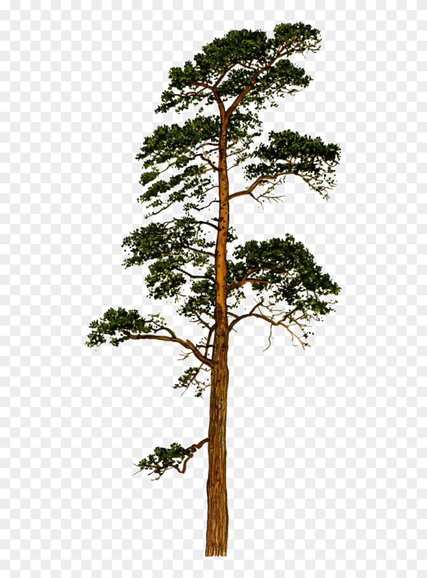 Scots Pine Pinus Sylvestris - Scots Pine Tree Png Clipart #5125552