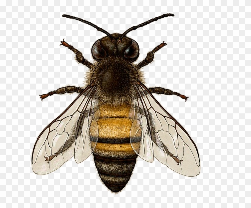 Bee Download Transparent Png Image - Honey Bee Illustration Free Clipart