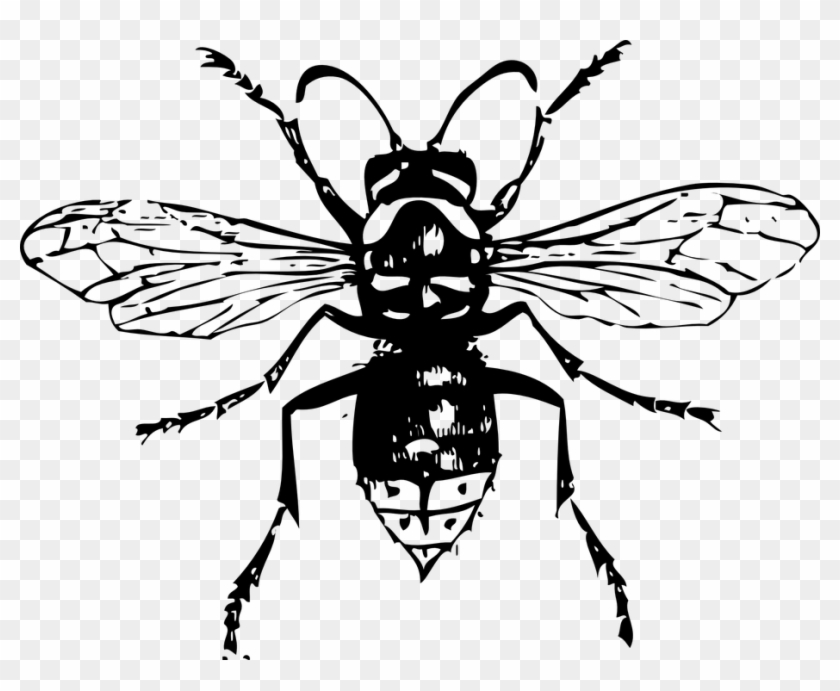 Hornet Bee Insect Bald-faced Hornet Hornets Wasp - Шершень Мультик Clipart #5126623