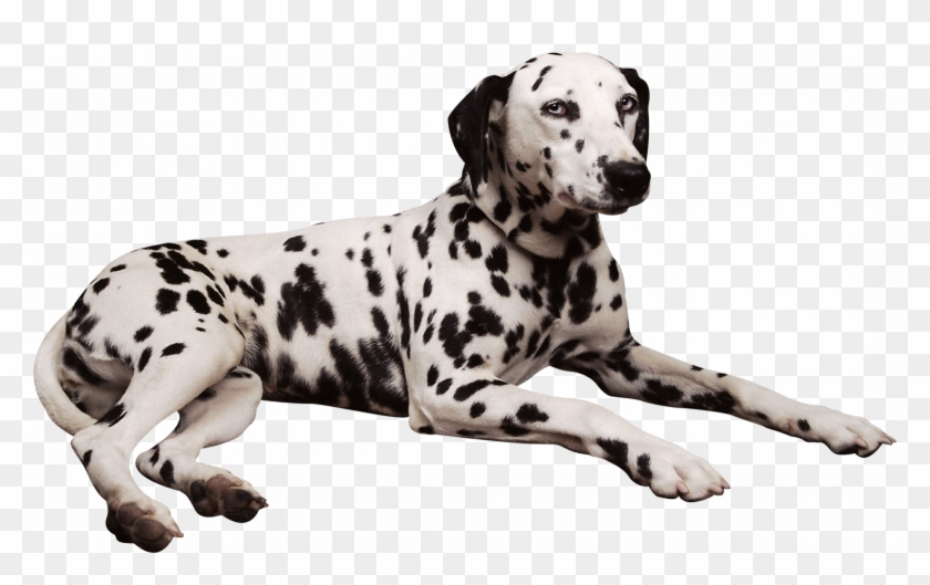 Dalmation Clipart Penny - Dalmatian Laying Down - Png Download