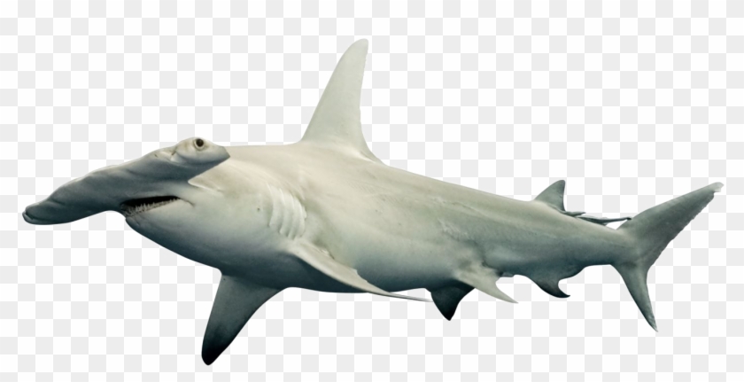 Shark Png Free Download - Transformers Titans Return Fan Modes Clipart