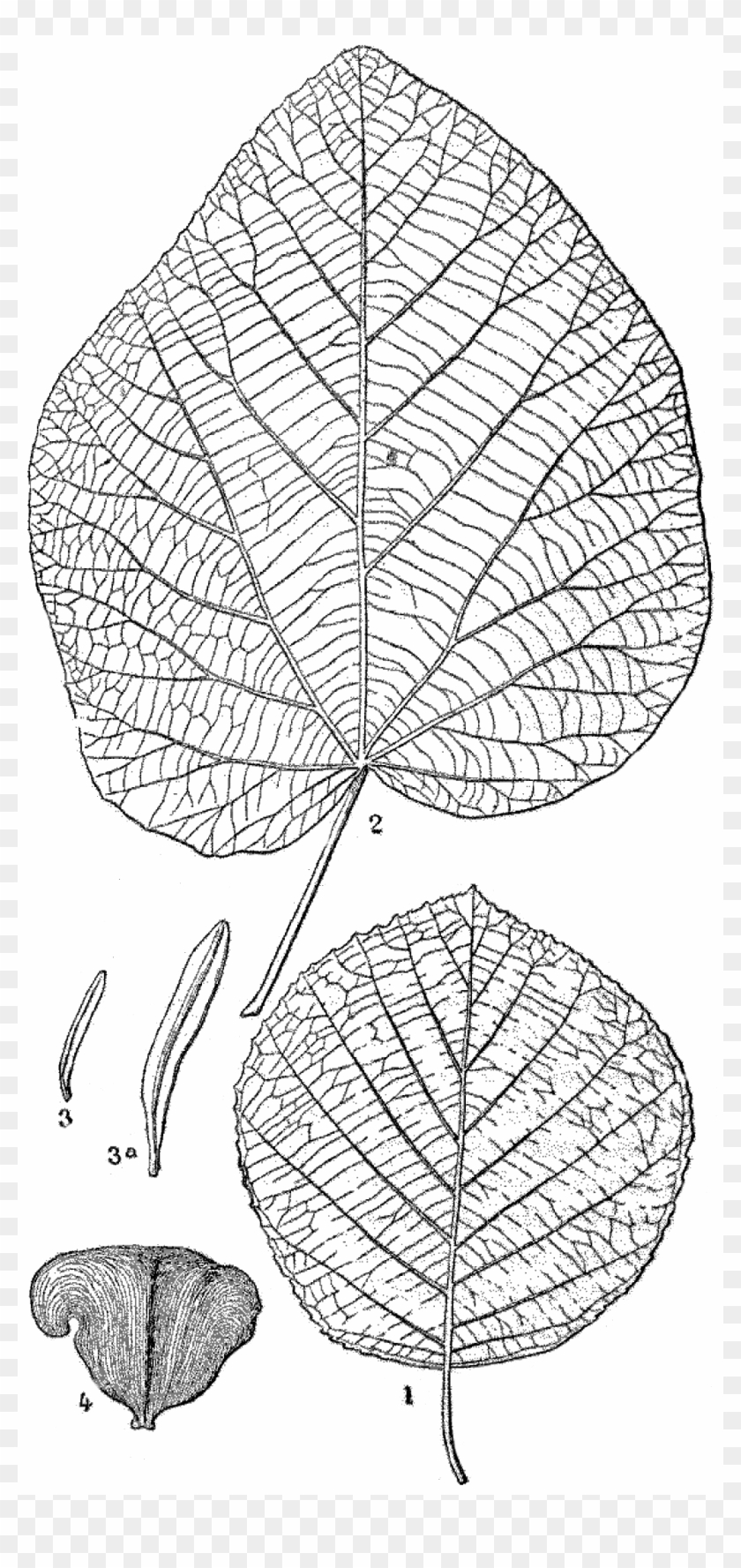 File - La Nature - 1878 - S1 - P291 - Les Périodes - Line Art Clipart