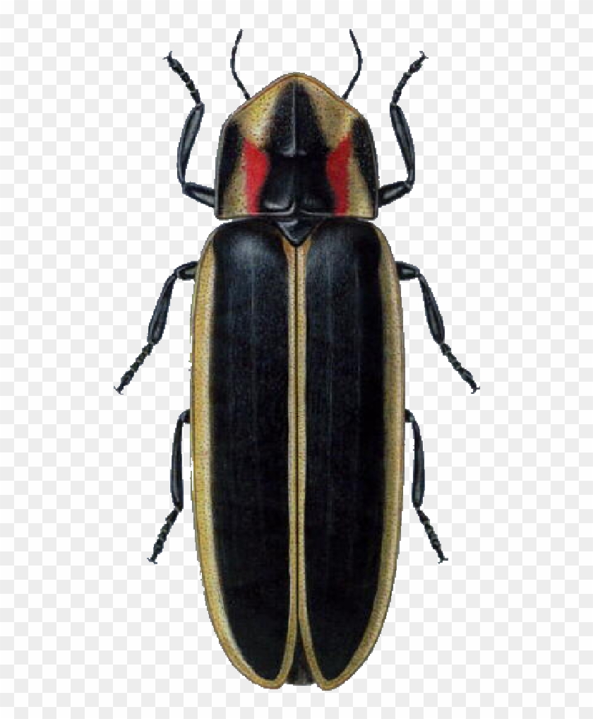 Lightning Bug Png - North American Firefly Clipart