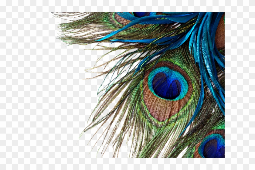 Peacock Feather Png Transparent Images - Peacock Feather Desktop Wallpaper Hd Clipart
