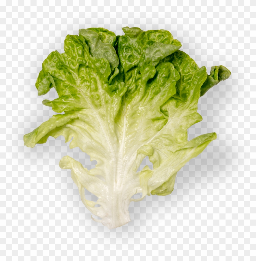 Green Oak - Romaine Lettuce Clipart #5131584