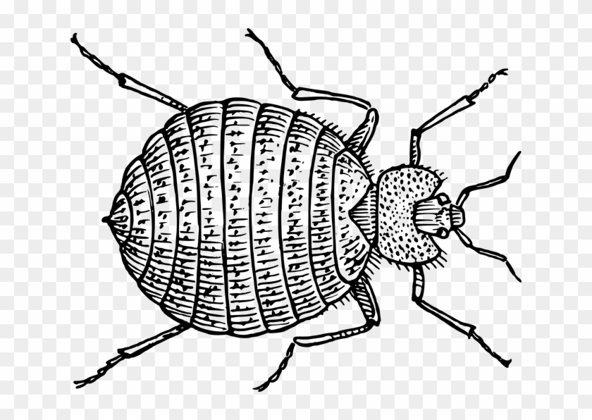 Weevil Clipart #5132208