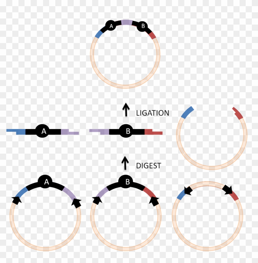 Biobricks And Golden Gate Cloning - Golden Gate Assembly Parts Clipart #5132309