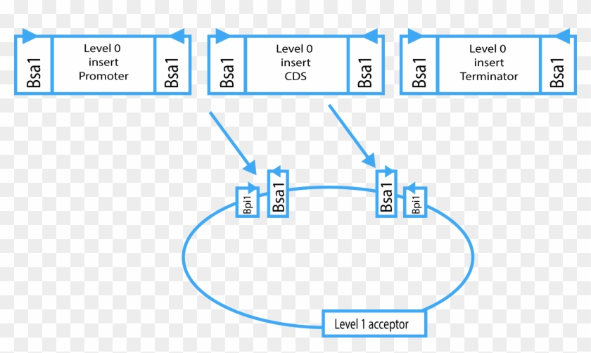 Level 0 Parts Can Be Combined In A Golden Gate Dig-lig - Golden Gate Cloning Levels Clipart