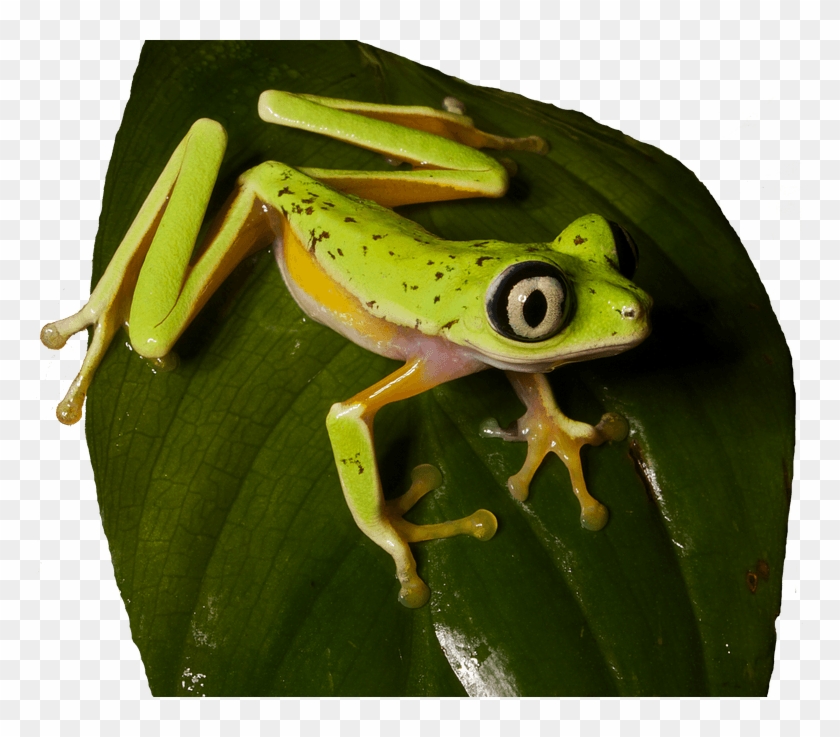 Endangered Frogs And Lily Pads - Agalychnis Lemur Clipart