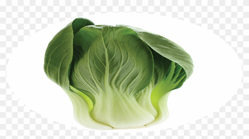 Brussels Sprout Clipart