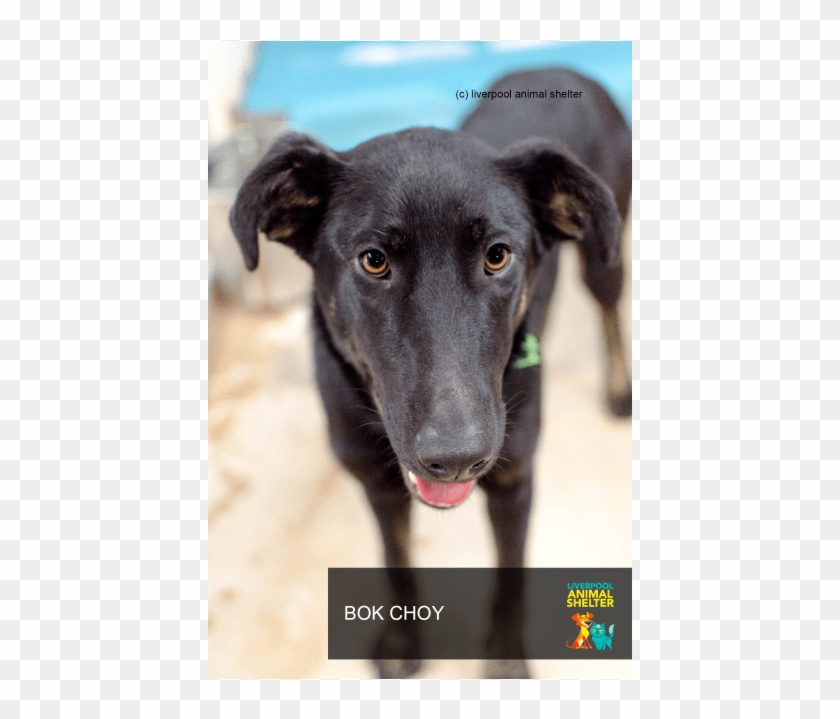 Photo Of Bok Choy - Magyar Agár Clipart #5132699