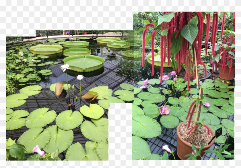 Lilypads Ii - Fish Pond Clipart