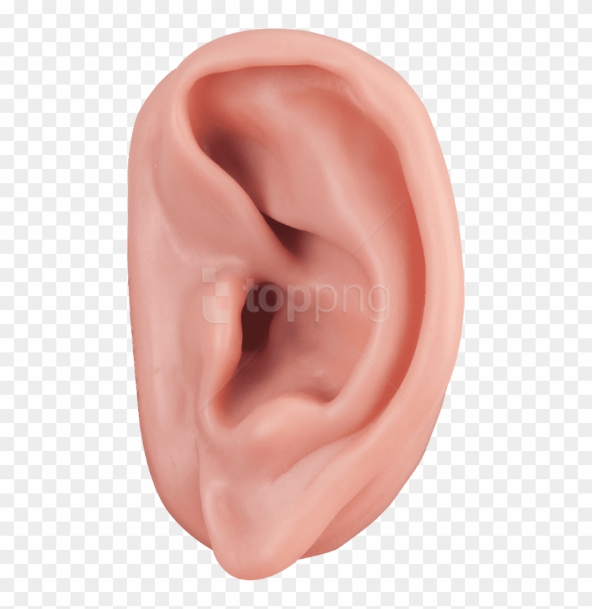 Download Ear Png Images Background - Ear Png Clipart