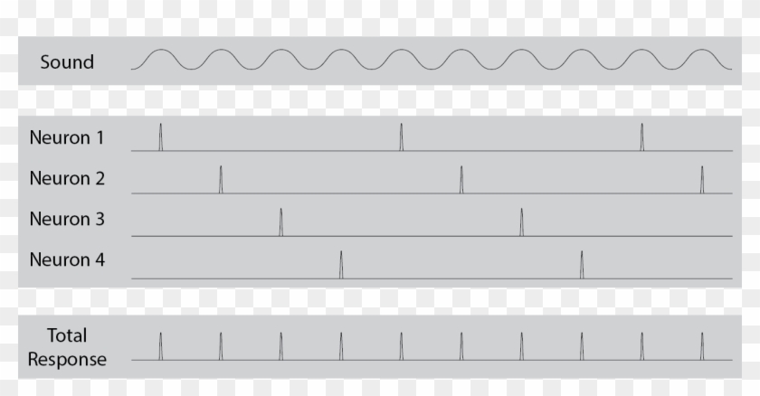 Volley Principle Of Hearing - Volley Principle Clipart #5134488