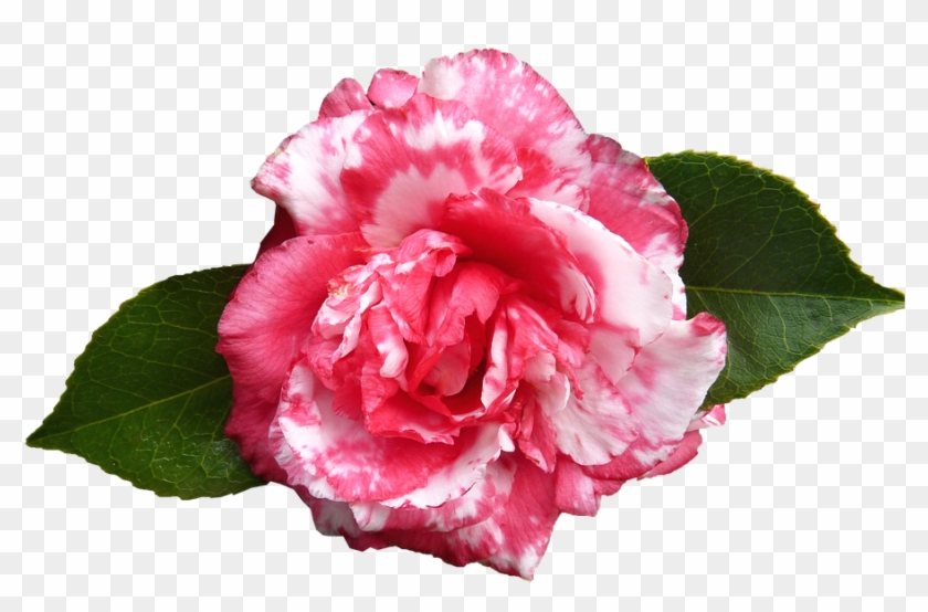 Camellia, Flower, Spring - Camellia Transparent Clipart #5135390