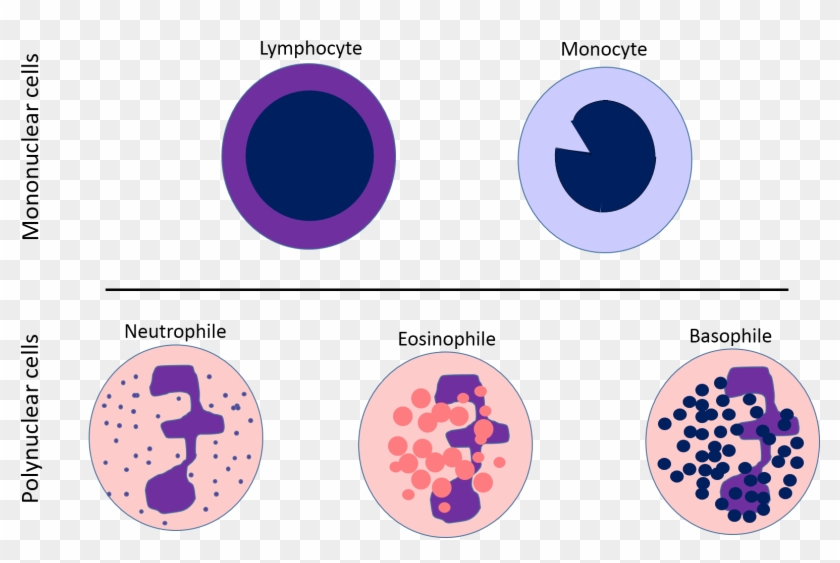 White Blood Cells Chart - White Blood Cell Wbc Diagram Clipart #5135754