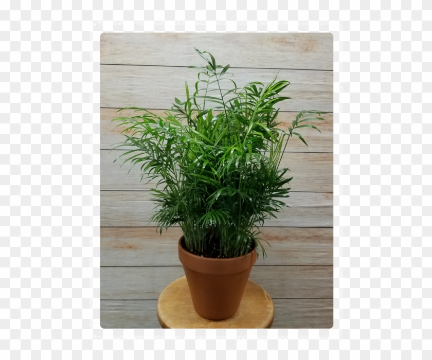 Palm Green Plant - Flowerpot Clipart #5135919