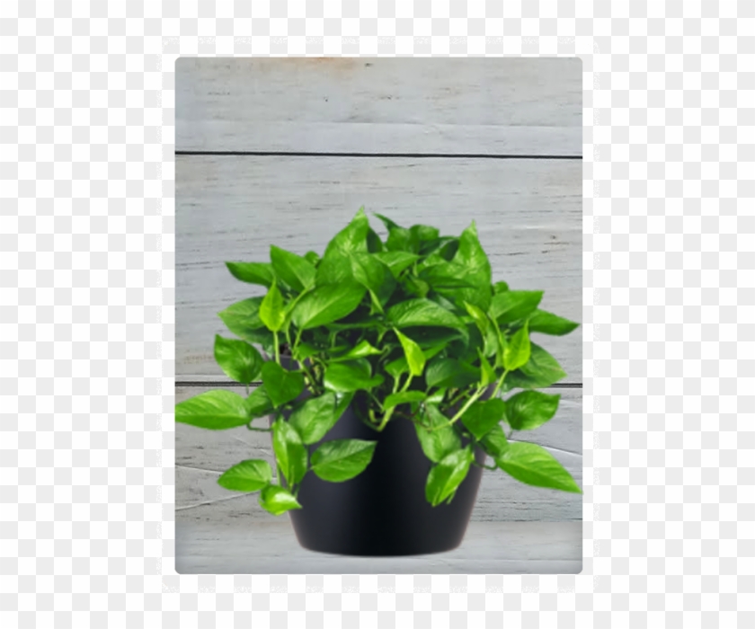 Decorative Plant In School In Home Clipart