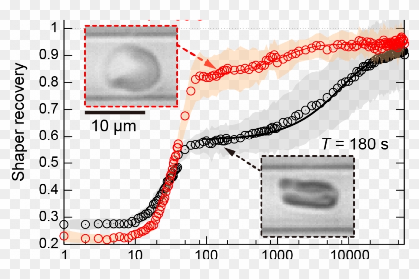Resilient Red Blood Cells Need Fuel To Adapt Their - Plot Clipart