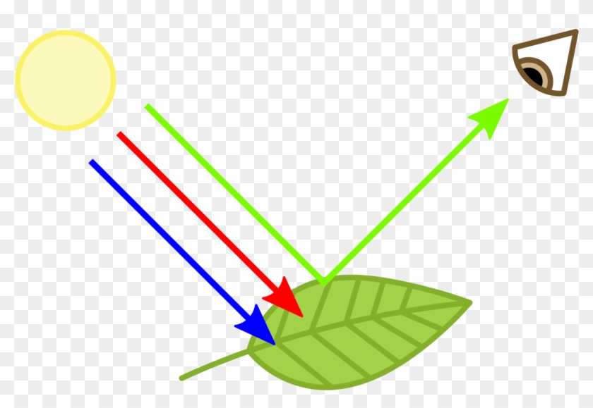 Why Are Plants Green - Plants Green Clipart #5136040